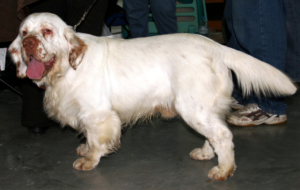 Clumber Spaniel Pictures Clumber Spaniel Pictures