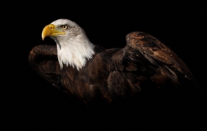 Eagle HD Background Eagle HD Background