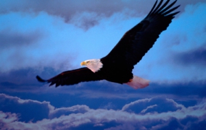 Eagle HD Wallpaper Eagle HD Wallpaper