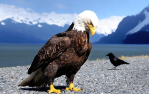 Eagle High Quality Wallpapers Eagle High Quality Wallpapers