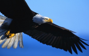Eagle Photos Eagle Photos