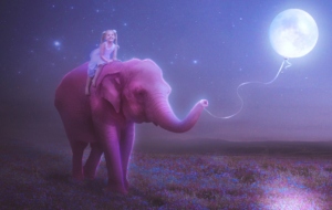 Elephant High Definition Elephant High Definition