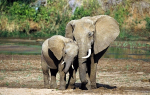 Elephant Images Elephant Images