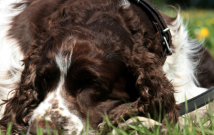 English Springer Spaniel Computer Wallpaper English Springer Spaniel Computer Wallpaper