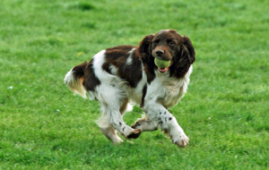 English Springer Spaniel HD English Springer Spaniel HD