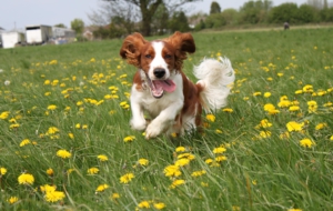 English Springer Spaniel HD Background English Springer Spaniel HD Background