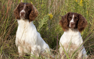 English Springer Spaniel HD Deskto English Springer Spaniel HD Deskto