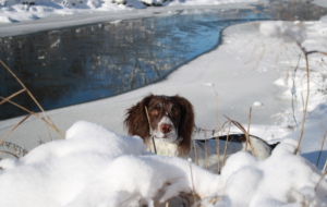 English Springer Spaniel HD Wallpaper English Springer Spaniel HD Wallpaper