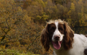 English Springer Spaniel Wallpapers English Springer Spaniel Wallpapers
