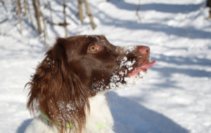 English Springer Spaniel Widescreen English Springer Spaniel Widescreen