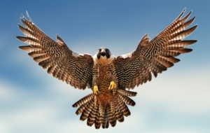 Falcon 4K Falcon 4K