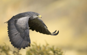 Falcon Background Falcon Background