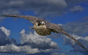 Falcon HD Deskto Falcon HD Deskto