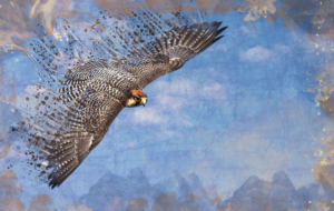 Falcon High Definition Falcon High Definition