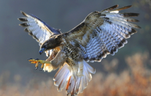 Falcon Pictures Falcon Pictures