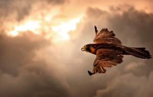 Falcon Wallpapers Falcon Wallpapers