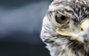 Falcon Widescreen Falcon Widescreen