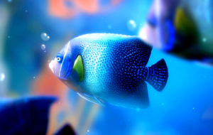 Fish Background Fish Background