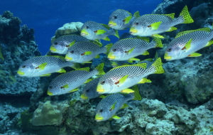 Fish HD Background Fish HD Background