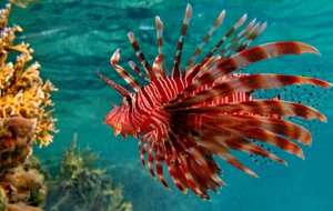 Fish HD Deskto Fish HD Deskto