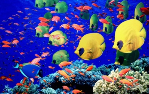 Fish Wallpapers Fish Wallpapers