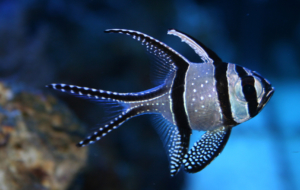 Fish For Deskto Fish For Deskto