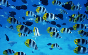 Fish Full HD Fish Full HD