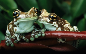 Frog Background Frog Background