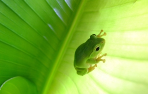 Frog High Quality Wallpapers Frog High Quality Wallpapers