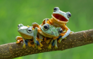 Frog Pictures Frog Pictures