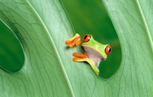Frog Wallpapers Frog Wallpapers