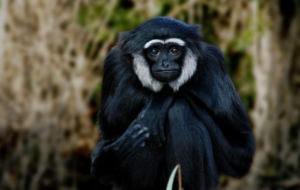 Gibbon HD Wallpaper Gibbon HD Wallpaper