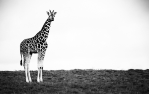 Giraffe HD Background Giraffe HD Background