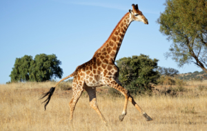 Giraffe HD Wallpaper Giraffe HD Wallpaper