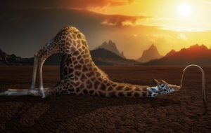 Giraffe High Definition Giraffe High Definition