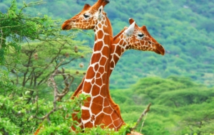 Giraffe High Definition Wallpapers Giraffe High Definition Wallpapers