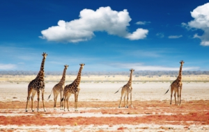 Giraffe High Quality Wallpapers Giraffe High Quality Wallpapers