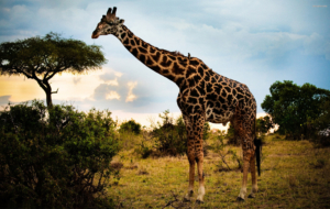Giraffe Wallpapers Giraffe Wallpapers