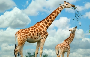 Giraffe Wallpapers HD Giraffe Wallpapers HD