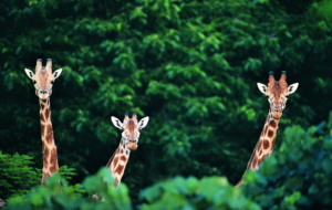 Giraffe Full HD Giraffe Full HD