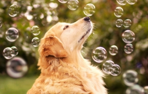 Golden Retriever Wallpapers Golden Retriever Wallpapers