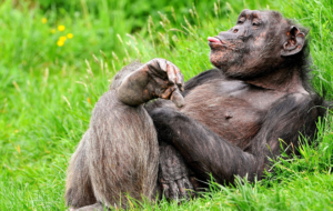 Gorilla 4K Gorilla 4K