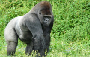 Gorilla Background Gorilla Background