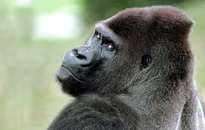 Gorilla Computer Wallpaper Gorilla Computer Wallpaper