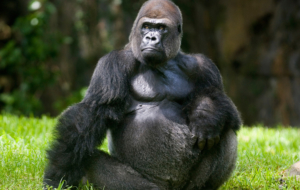 Gorilla Deskto Gorilla Deskto