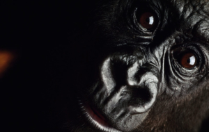 Gorilla High Definition Gorilla High Definition