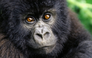 Gorilla High Quality Wallpapers Gorilla High Quality Wallpapers