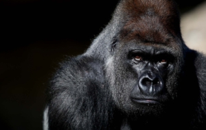 Gorilla Wallpaper Gorilla Wallpaper