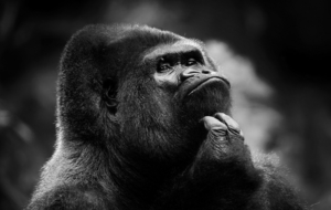 Gorilla Wallpapers Gorilla Wallpapers