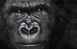 Gorilla Wallpapers HD Gorilla Wallpapers HD